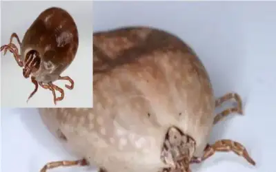 قلق متزايد في اليابان من الأمراض