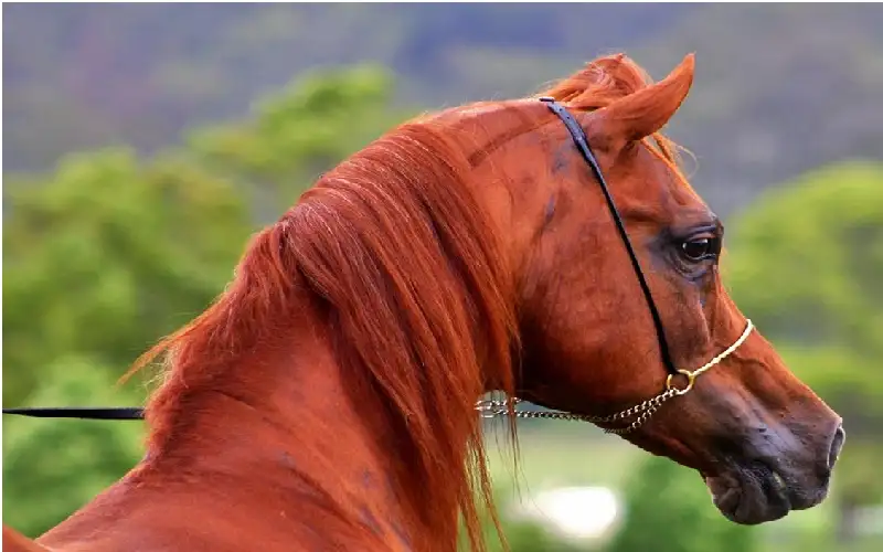 دراسة حديثة تكشف قدرة الخيول على