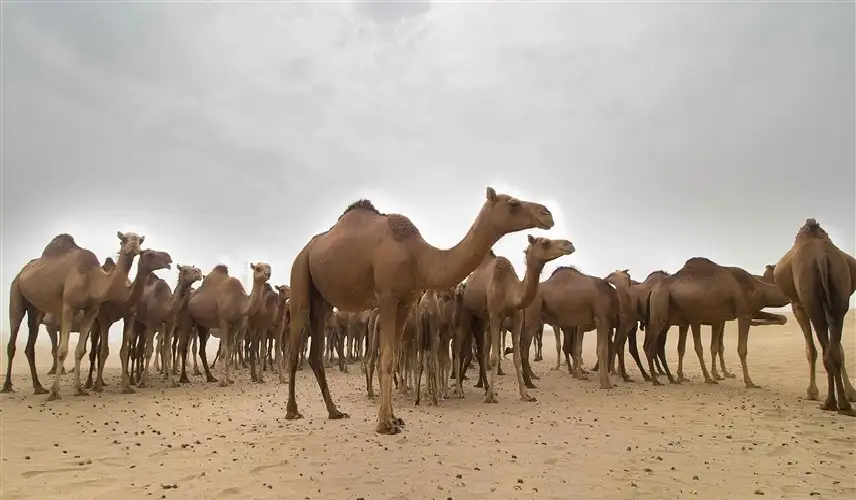 قطيع من الإبل يقدم لوحة استعراضية
