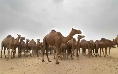 قطيع من الإبل يقدم لوحة استعراضية