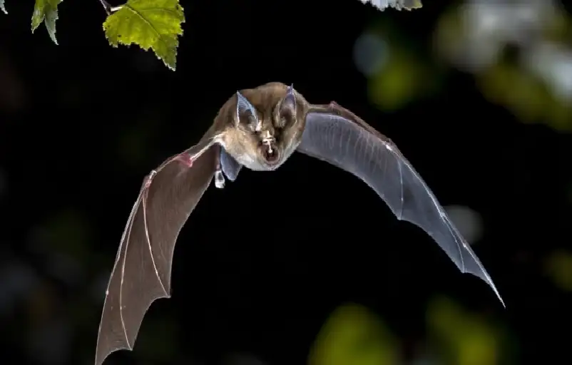 جدري القردة ليس آخرها.. ثلثا الأمراض