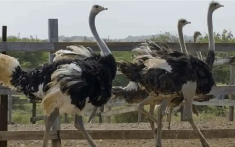 لحم النعام .. كنز غذائي يعزز