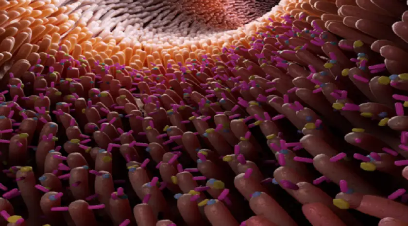 اكتشاف المسؤول عن إبطاء حرق الدهون