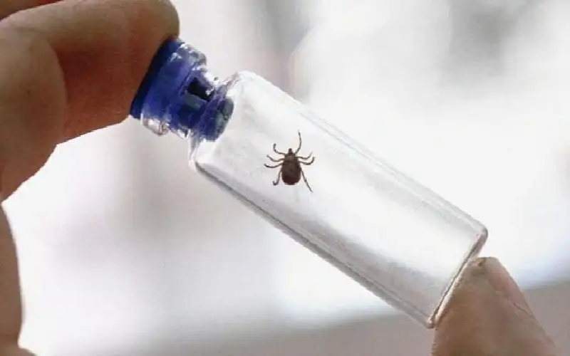 تسجيل إصابة طفل كندي بفيروس بوسان..