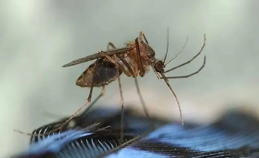 بعوض قاتل في مدينة أمريكية