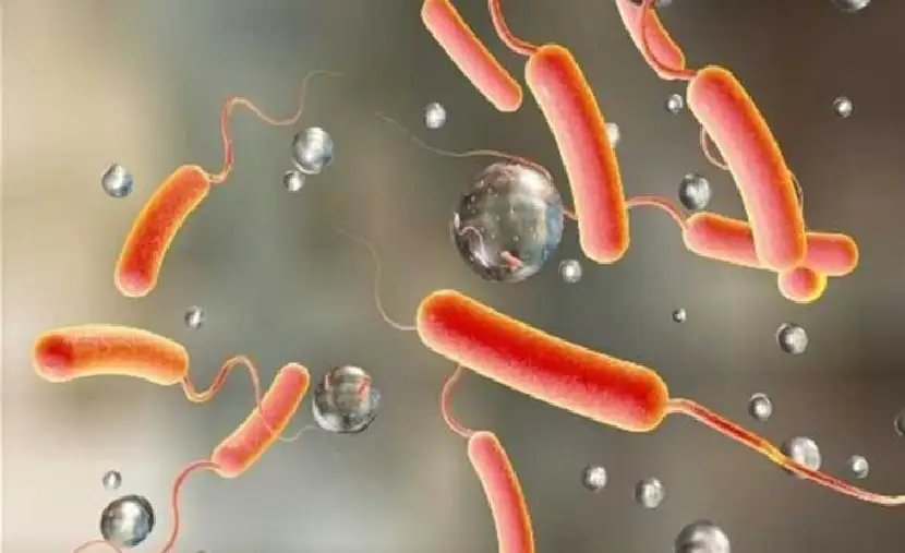 مصر ترفع درجة الاستعداد القصوى لرصد