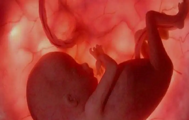 مراحل نمو وتطور الجنين في بطن