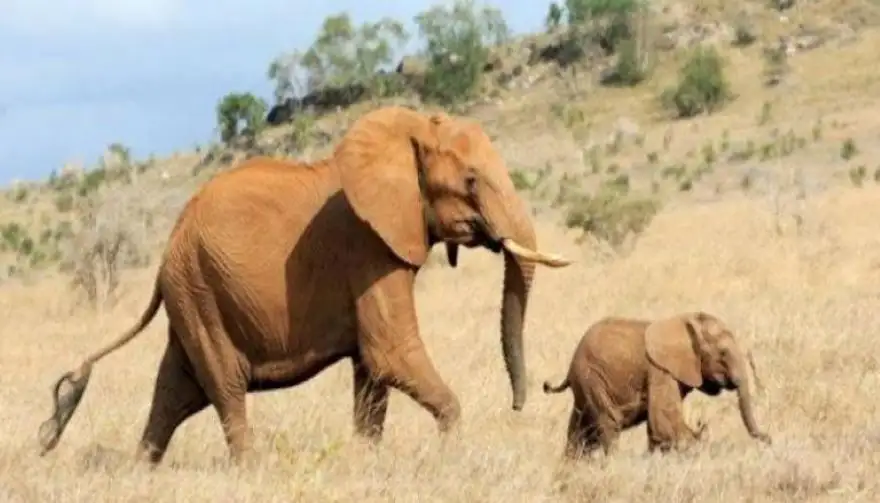 ناميبيا تسد جوع السكان بـ700 فيل