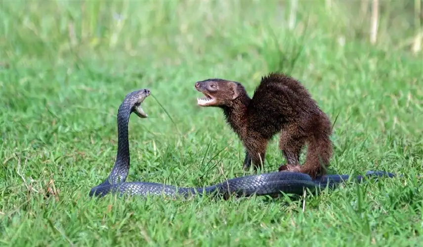 كوبرا ونمس يحولان مدرج مطار إلى