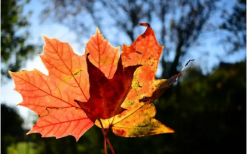 بدء فصل الخريف مناخيا الأحد وأجواء