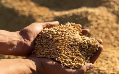 الصناعة والتجارة تطرح عطاء لشراء 100