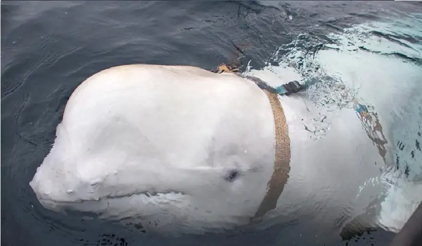 بعد العثور عليه نافقا.. ماذا حدث