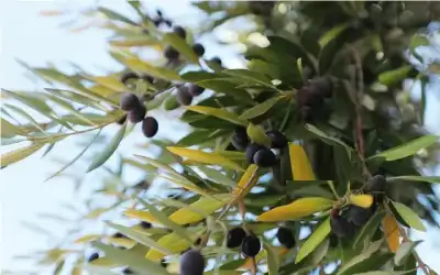 زراعة الوسطية تدعو المزارعين لري أشجار