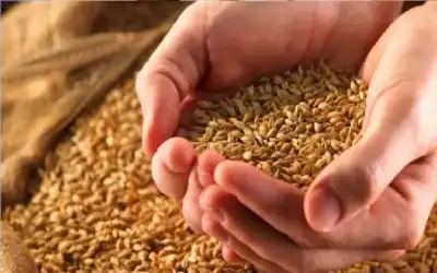 رفع سعر طن دقيق القمح الموحد