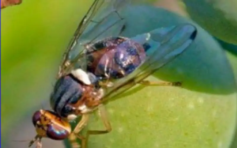 تحذير للمزارعين من ذبابة الزيتون