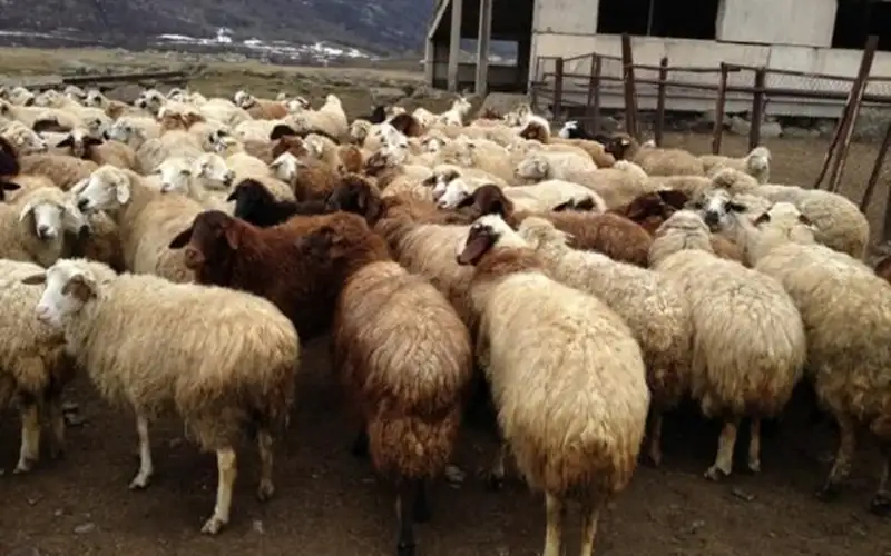 نفوق 15 خروف جراء حريق في