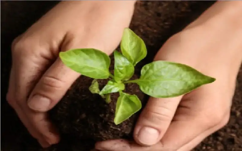 الموت حين يعمر الأرض