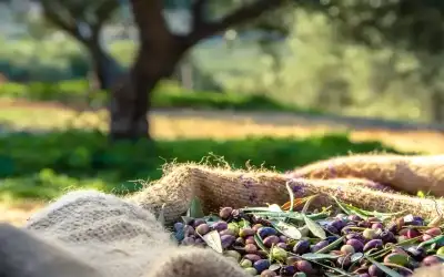 نقابة معاصر الزيتون: أجور المعاصر ثابتة