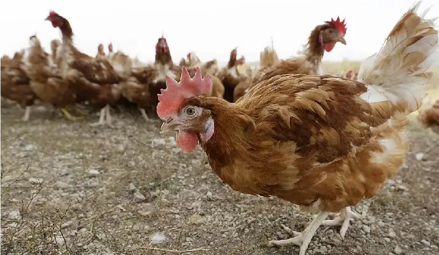 إصابة أول إنسان بانفلونزا الطيور من