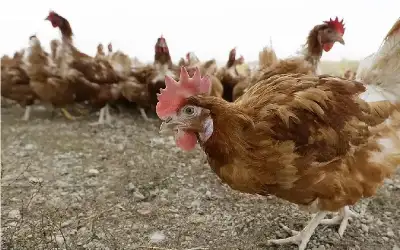 إصابة أول إنسان بانفلونزا الطيور من