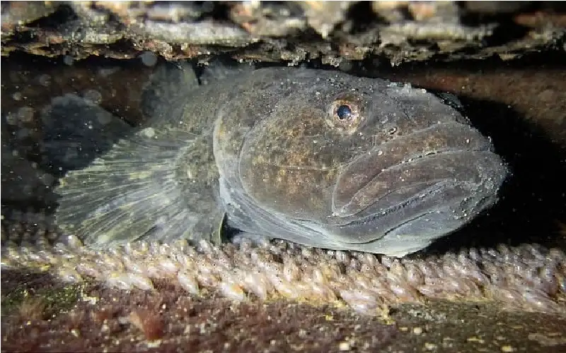 ثعابين بحرية تهرب من معدة مفترس