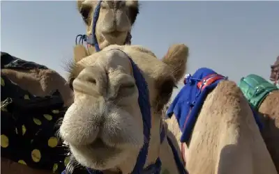 الجالية المصرية لم تنجح في ايصال