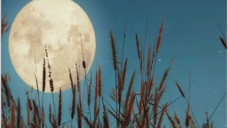 ( قمر الحصادين ).. . حصيدة