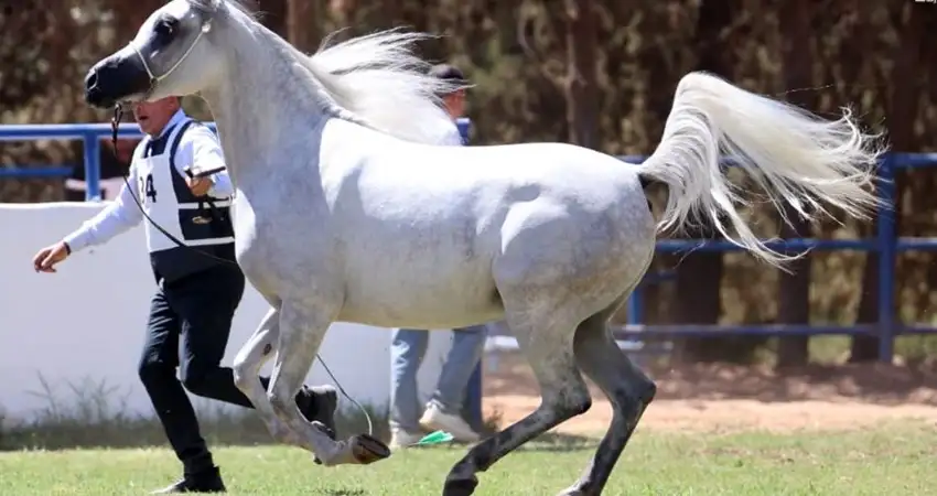 انطلاق بطولات الشرق الأوسط لجمال الخيول