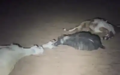 مستوطنون يهاجمون أغناما بسموم ويقتلونها في