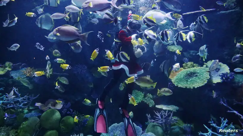 هل للأسماك مشاعر؟.. العلماء يقتربون من