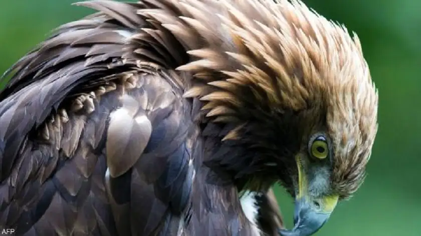 سر غير طبيعي يهاجم طفلة في