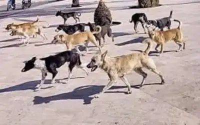 تقرير .. الكلاب الضالة تفتك بمواطنين