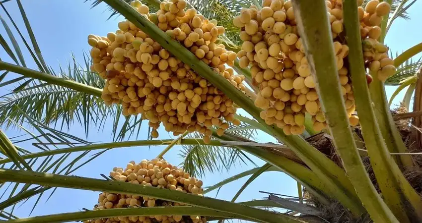 صادرات الأردن من التمور تجاوزت 50