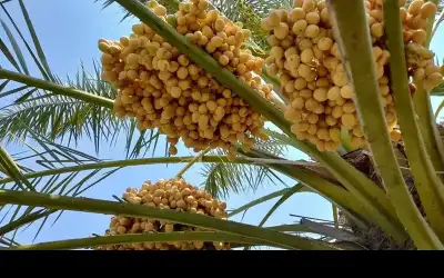 صادرات الأردن من التمور تجاوزت 50
