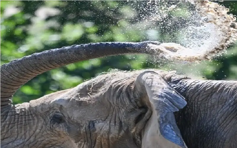 دولة إفريقية تعدم 200 فيل