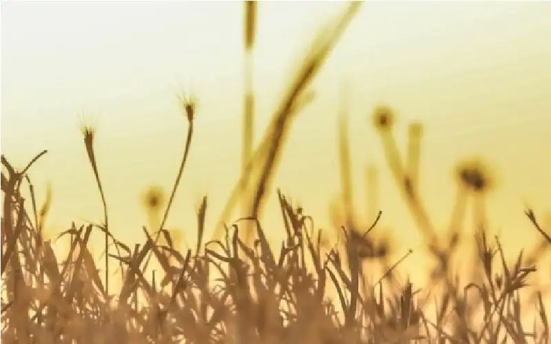 “الصناعة والتجارة” تطرح عطاءين لشراء كميات