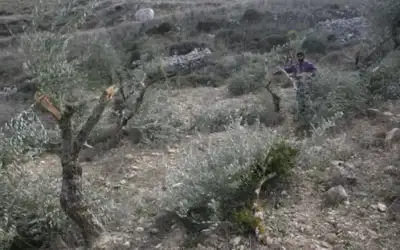 مستوطنون يقتلعون 25 شجرة زيتون في