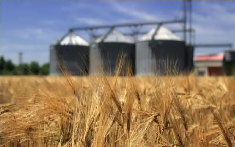 حصاد القمح كابوس يعكر مزاج البريطانيين