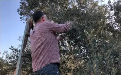 بالأرقام .. .الزراعة الفلسطينية تقدر كميات