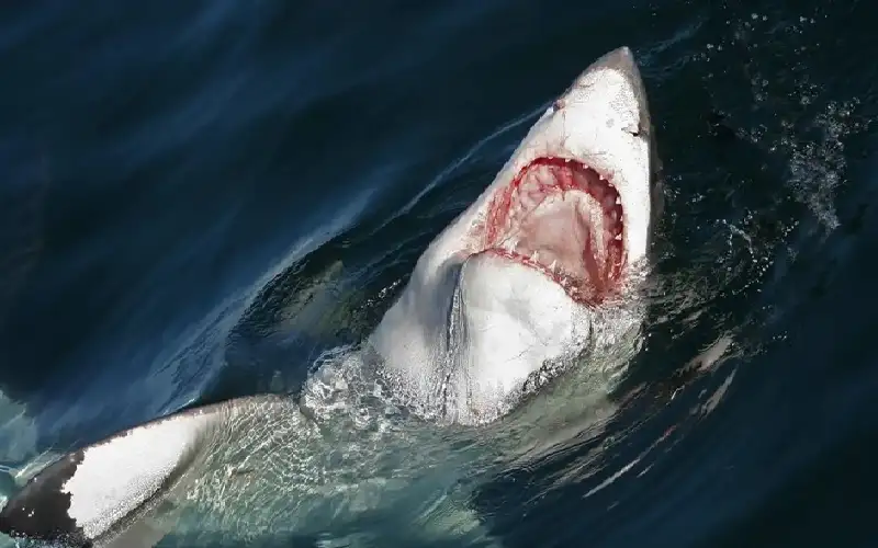 هجوم سمكة قرش يودي بحياة سائحة