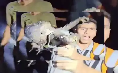 ماذا عن هذه الطفلة؟
