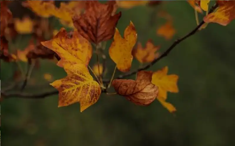 الأحد بداية فصل الخريف فلكيا