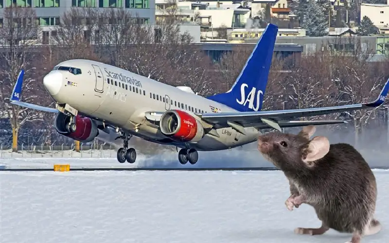 فأر يجبر طائرة على الهبوط اضطراريا