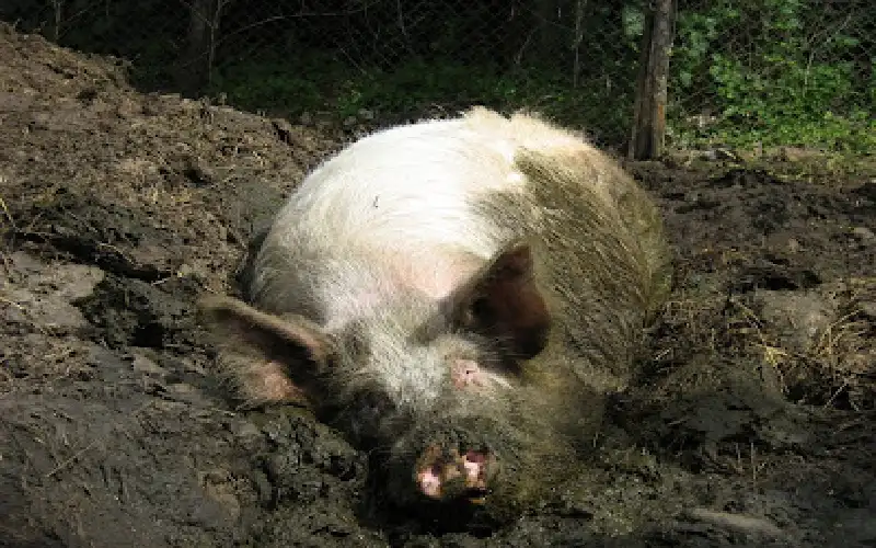 بعد عام من اكتشافها.. السويد تؤكد