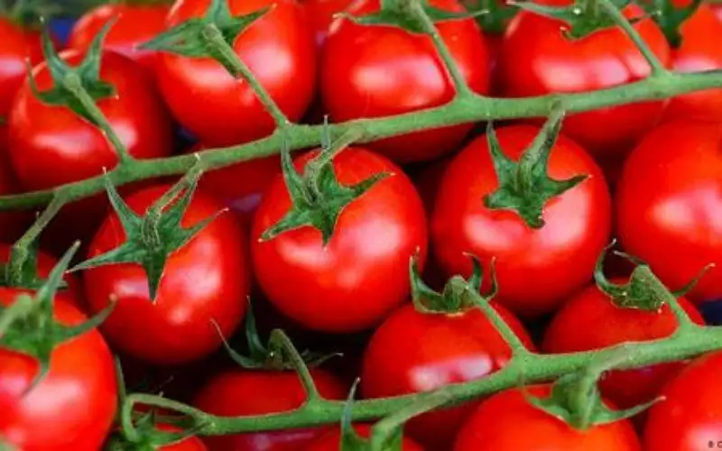 مصدر حكومي: نرفض تصدير الخضار والفواكه