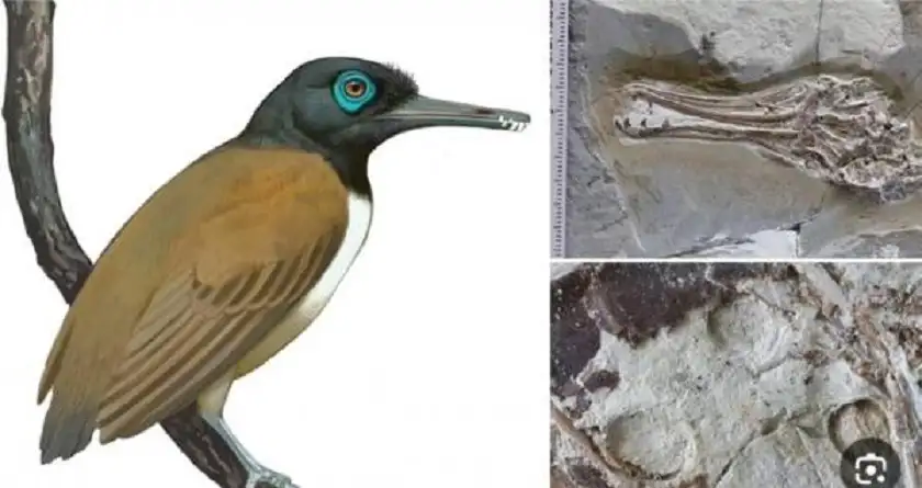 بذور في معدة طائر عاش قبل