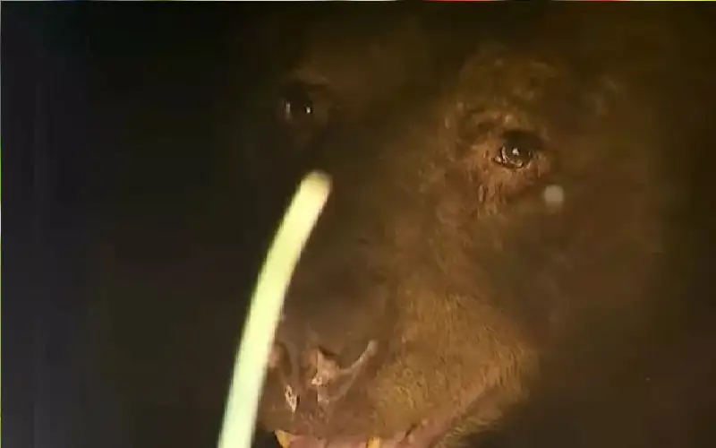 أمريكا.. زوجان يتقاسمان المنزل مع كائن