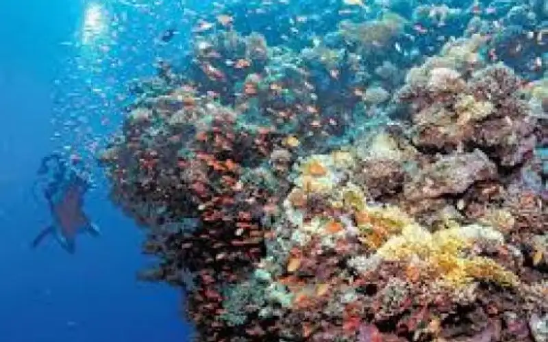 الأردن .. تقديم ملف محمية العقبة