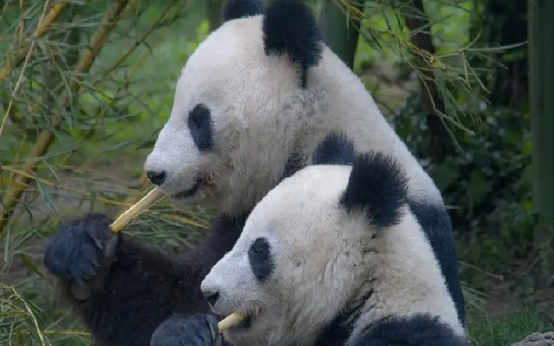 لا تشربوا الحلبيب في الهند