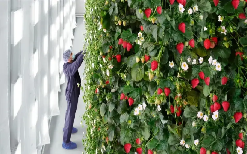 30 قدما وتنتج مليوني كيلو.. العالم